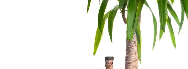 Planta de Yucca fresca sobre um fundo branco — Fotografia de Stock