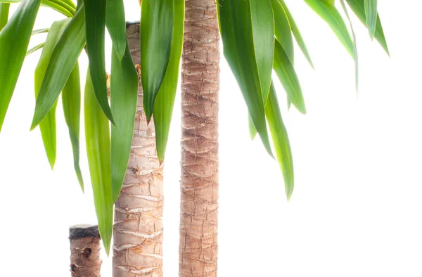 Plante fraîche de yucca sur fond blanc — Photo