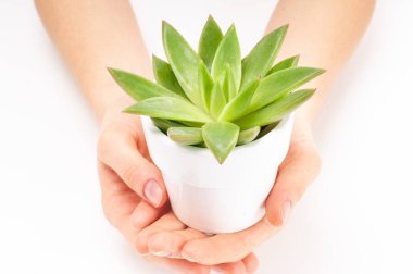  Etli bitki içinde beyaz saksı holding kadının eller. 