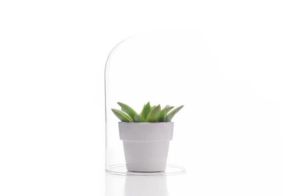 Saftiga krukväxt inuti glas terrarium. — Stockfoto