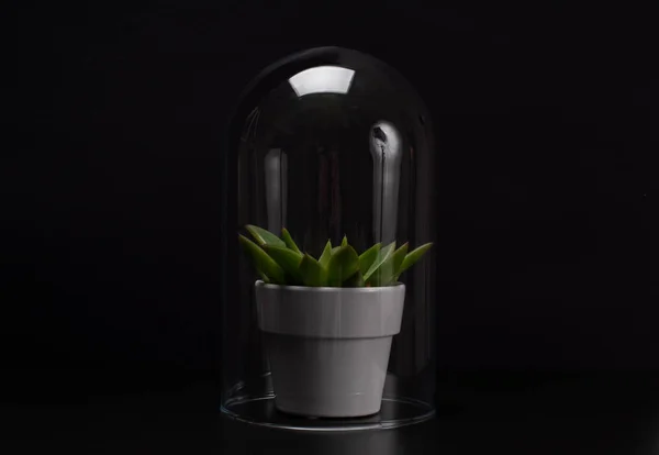 Скудное домашнее растение внутри стеклянной террасы . — стоковое фото
