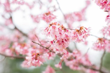 İlkbaharın başlangıcı. Rüzgarda sallanan pembe çiçeklerle açan kiraz ağacının dalları