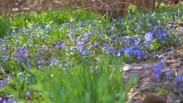 Au début du printemps. Premières fleurs printanières de couleur bleue en forêt au ralenti 