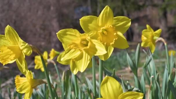 De belles jonquilles jaunes. Premières fleurs printanières au ralenti 