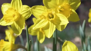 Güzel sarı nergisler. İlk bahar çiçekleri ağır çekimde