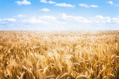 Altın buğday alan üzerinde parlak mavi güneşli gökyüzü.