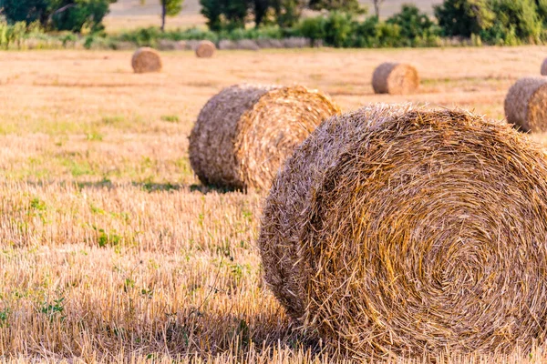 Field of hay bales. Harvesting at the end of the summer. — Stock Photo, Image