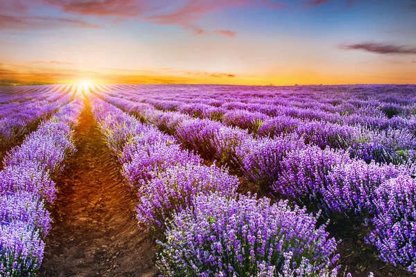 Blühendes Lavendelfeld unter den roten Farben der Sommersonne — Stockfoto