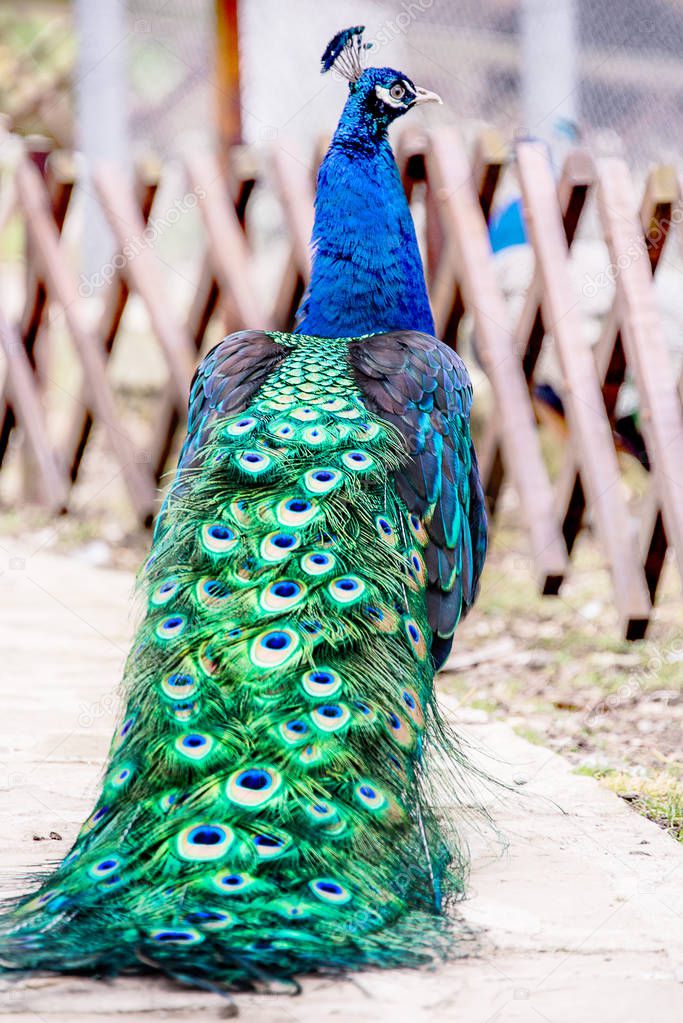 Close up portrait of a male peacock.