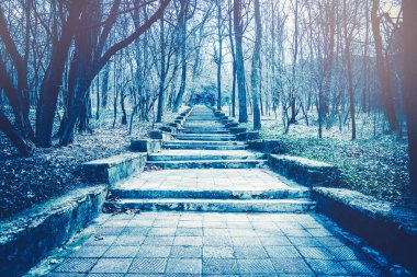 Taş merdiven bir gizem ormanda hızlandırılması. Hayalet etkisi.