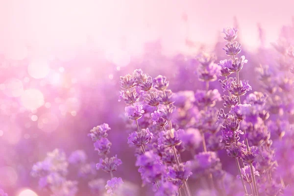 Nahaufnahme blühender Lavendelblüten. Lavendel Blumen Hintergrund. — Stockfoto