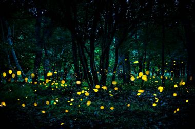 Fireflies flying in the forest at twilight. clipart