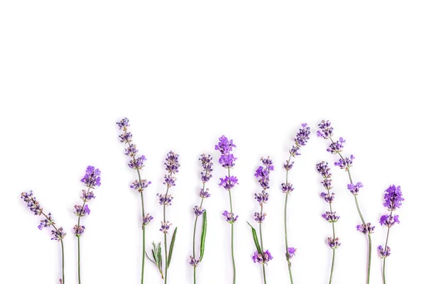 Flores de lavanda frescas em um fundo branco. Flores de lavanda zombam. Espaço de cópia . — Fotografia de Stock