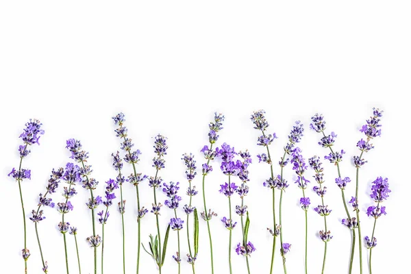 Flores de lavanda frescas em um fundo branco. Flores de lavanda zombam. Espaço de cópia . — Fotografia de Stock