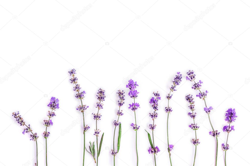 Fresh lavender flowers on a white background. Lavender flowers mock up. Copy space.