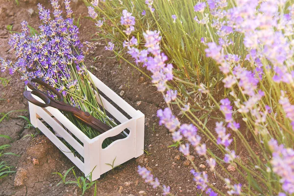 A bunch of freshly cut lavender flowers and rusty old scissors in a small white wooden crate laid over the soil among the blooming lavender buhes. — Stock Photo, Image