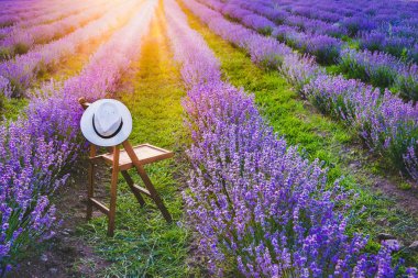 Bir askı sandalyeyle yaz gün batımı ışınları altında çiçeklenme lavanta satırlar arasında şapka üzerinde. Rüya ve kavram rahatla.
