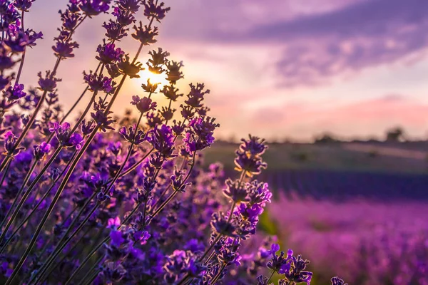 Nahaufnahme blühender Lavendelblüten unter den Sonnenuntergangsstrahlen des Sommers. — Stockfoto