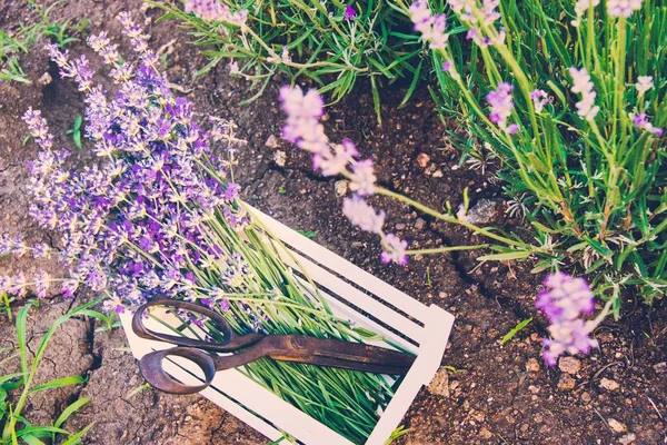 Um bando de flores de lavanda recém-cortadas e tesouras velhas enferrujadas em uma pequena caixa de madeira branca colocada sobre o solo entre os brotos de lavanda florescendo . — Fotografia de Stock