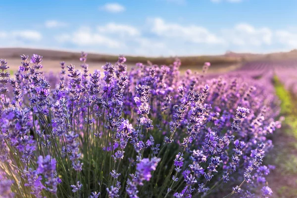 Gros plan des fleurs fleuries de lavande sous le ciel bleu de l'été et les rayons du soleil . — Photo