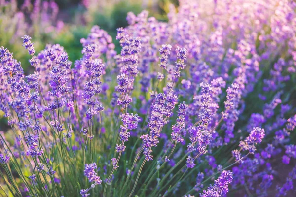 Nahaufnahme blühender Lavendelblüten unter den Sommersonnenstrahlen. — Stockfoto