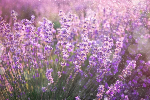 Close-up van bloeiende lavendel bloemen onder de zomerzon stralen. Lavendel achtergrond. — Stockfoto