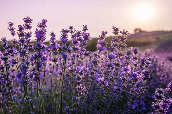 Gros plan des fleurs de lavande en fleurs sous les rayons du soleil descendant . — Photo