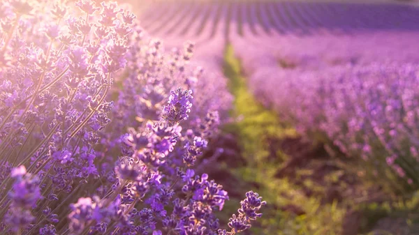 Nahaufnahme blühender Lavendelblüten unter den Strahlen der untergehenden Sonne. — Stockfoto
