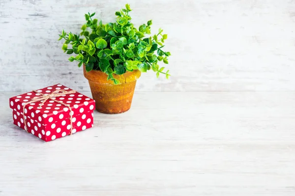 Rot gepunktete Geschenkschachtel und eine grüne Blume in einem rustikalen Keramiktopf. weißer Holzhintergrund, Kopierraum. — Stockfoto
