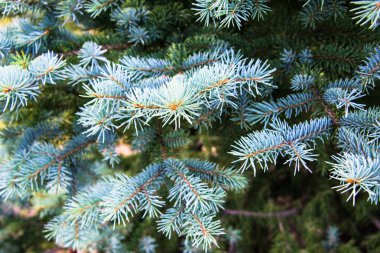 Çam ağacı dalları yakın çekim