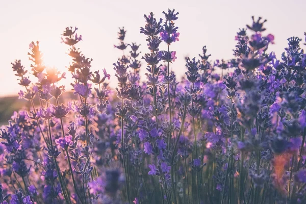 Fokus lembut bunga lavender di bawah cahaya matahari terbit — Stok Foto