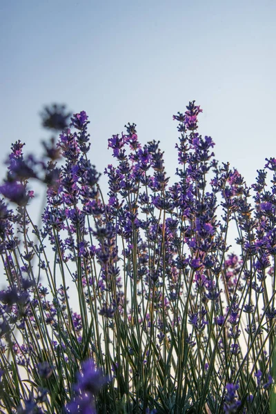 Vue vers le haut des fleurs de lavande contre le ciel bleu clair — Photo