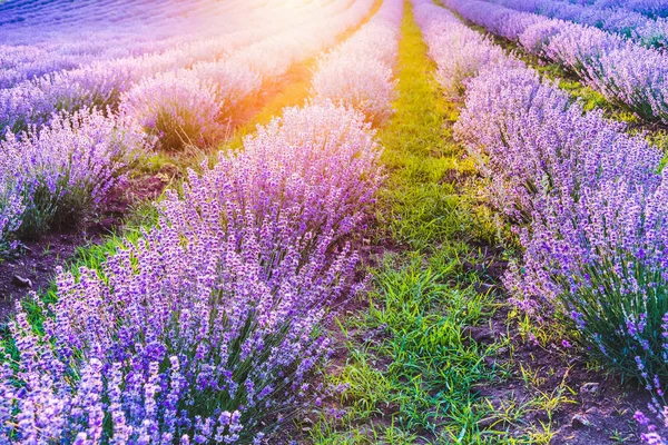 Blühendes Lavendelfeld im sanften Licht des sommerlichen Sonnenuntergangs — Stockfoto
