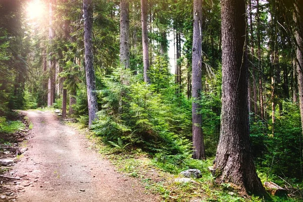 Bir çam ormanı dolambaçlı bir yol. Güneş ışınları ağaçların arasından kırma.
