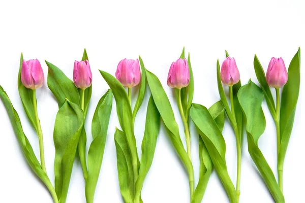 Vista superior de tulipanes rosados dispuestos en línea sobre fondo blanco . — Foto de Stock