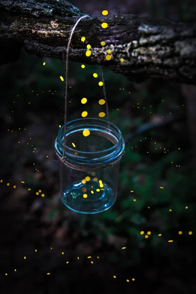 Fireflies flying away from a jar hanged on a tree in the forest. — Stock Photo, Image