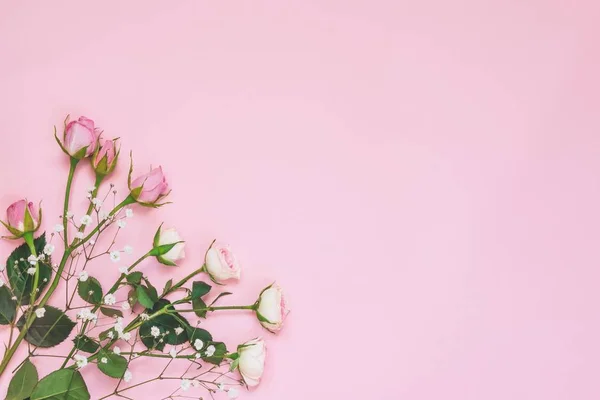 Øverste utsikt over rosa roser over rosa bakgrunn. Kopirom . – stockfoto