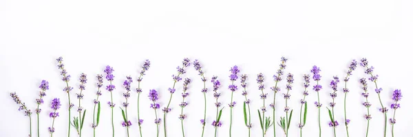 Fresh lavender flowers on a white background. Lavender flowers banner. Copy space. — Stock Photo, Image