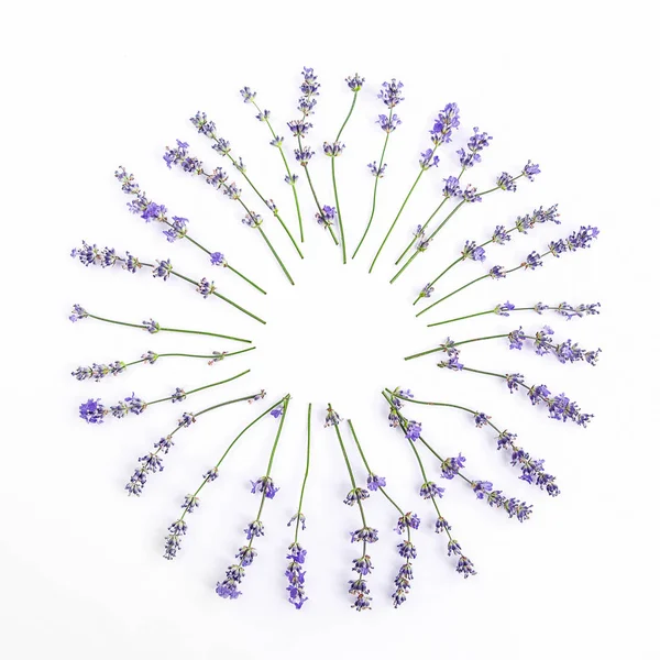 Fiori di lavanda freschi disposti in cerchio su fondo bianco. I fiori di lavanda fingono . — Foto Stock