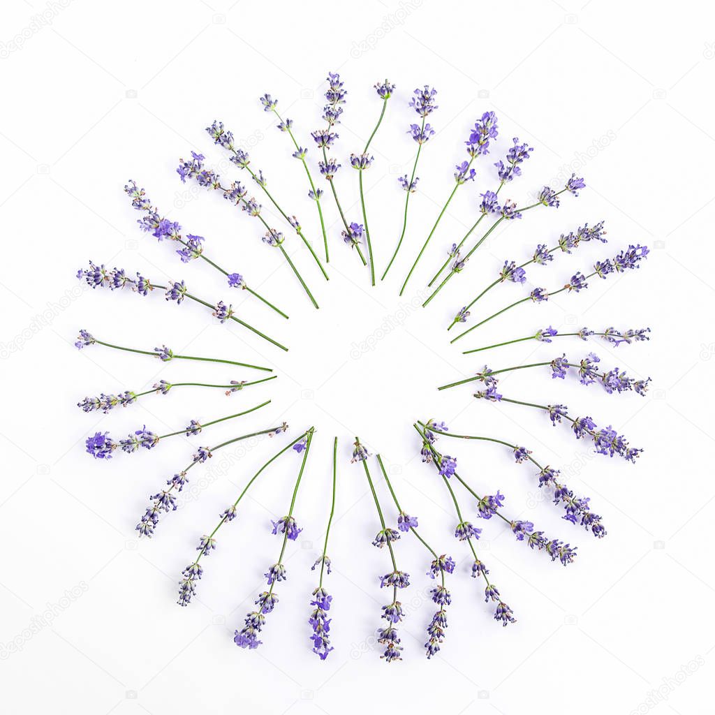 Fresh lavender flowers arranged in circle on a white background. Lavender flowers mock up. 