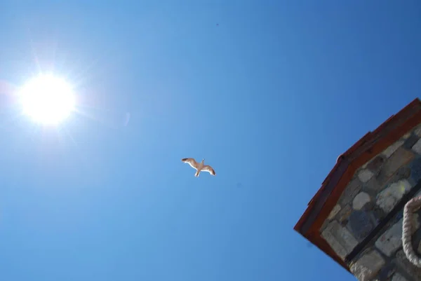 Gökyüzünde bir martı