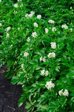 patates çiçekler alanında çiçeklenme. Seçici odak