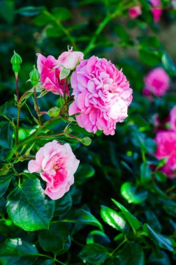 Bahçedeki güzel pembe gül