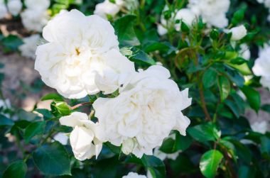 Güzel beyaz gül çiçek bahçesinde. Seçici odak