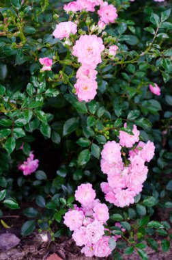 Pembe gül bahçesinde. Seçici odak. Tonlu görüntü