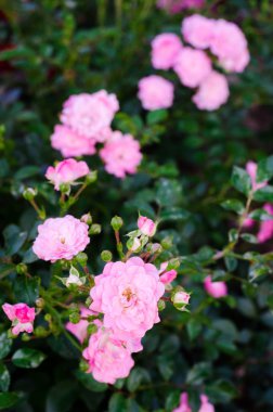 Pembe gül bahçesinde. Seçici odak. Tonlu görüntü