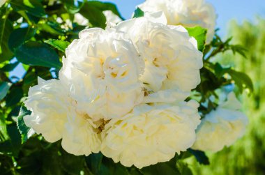 Güzel beyaz gül çiçek bahçesinde dalı. Seçici odak