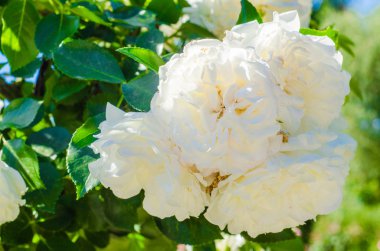 Güzel beyaz gül çiçek bahçesinde dalı. Seçici odak