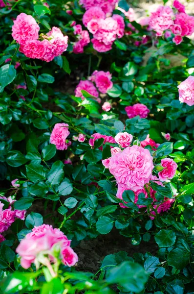 Hermosa rosa rosa en un jardín — Foto de Stock