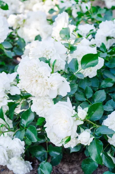 Hermosa flor de rosa blanca en el jardín. Enfoque selectivo — Foto de Stock